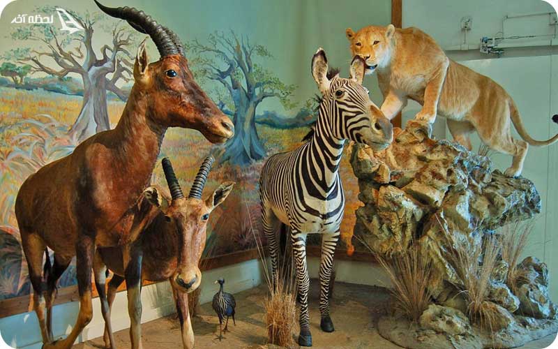 موزه حیات وحش دارآباد