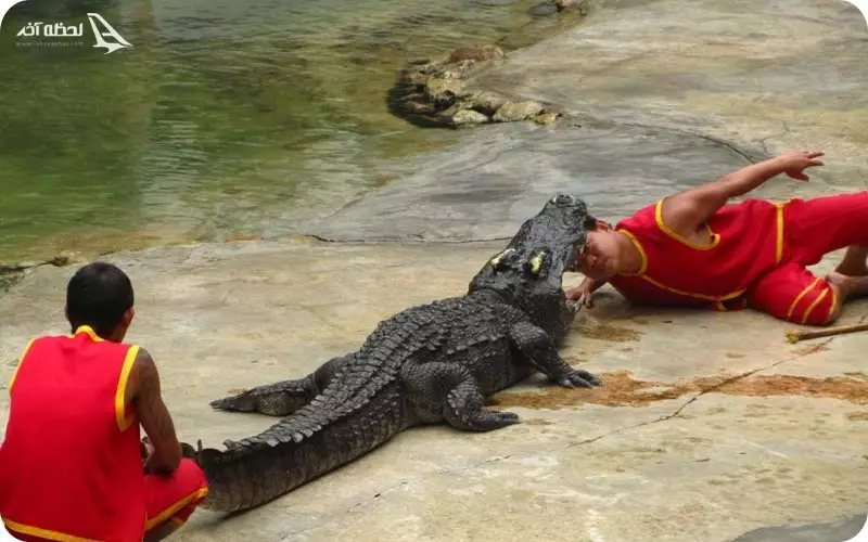 باغ وحش تمساح‌ها