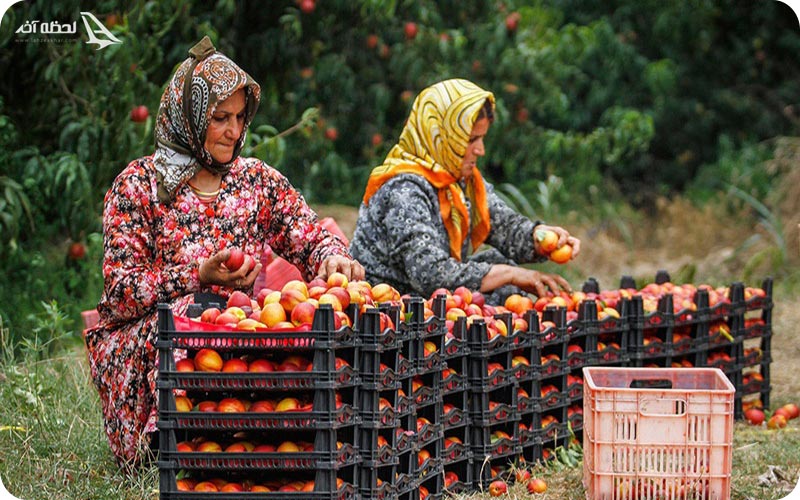 مرتب کردن میوه توسط بانوان