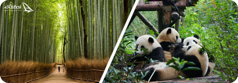 جنگل بامبو و باغ وحش اوئنو