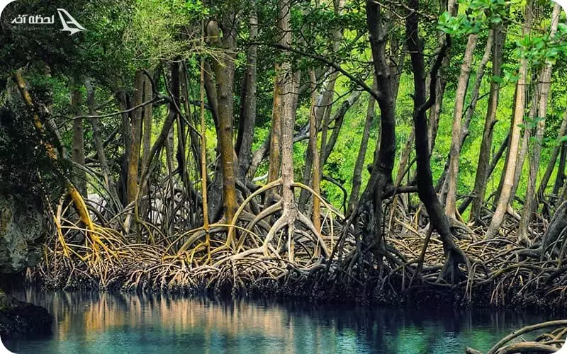 جنگل حرا در جزیره زیبای قشم