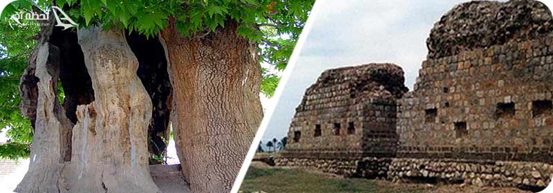 روستای زرده کجاست؟