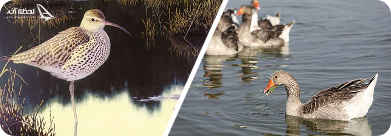 گونه های جانوری تالاب شادگان