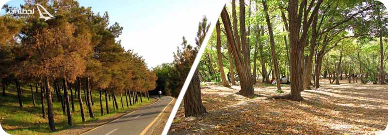 پارک جنگلی چیتگر