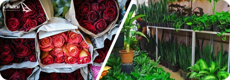 عکس بازار گل تهران، گل های بازار گل محلاتی