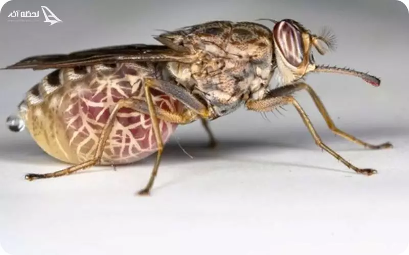 پشه تسه تسه