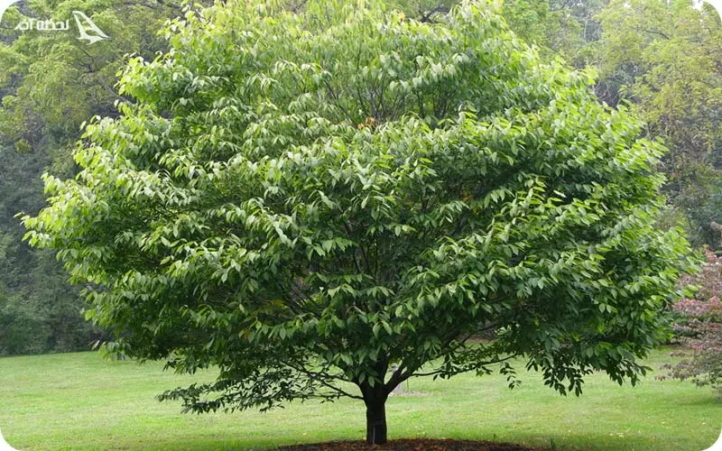 رخت ممرز ماسال