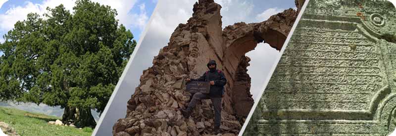 درخت سرو اورس، قلعه دختر