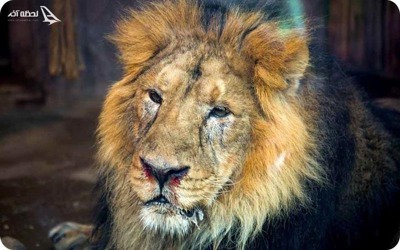 شیر در باغ وحش تهران ابهت شیرها در باغ وحش ارم؛ رعب انگیز و ترسناک