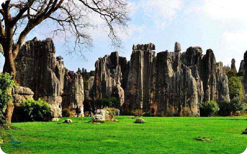 جنگل سنگیس