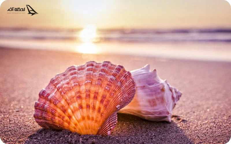 ساحل صدفی بوشهر