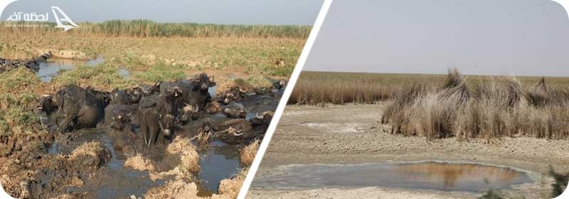 خشک شدن تالاب هورالعظیم