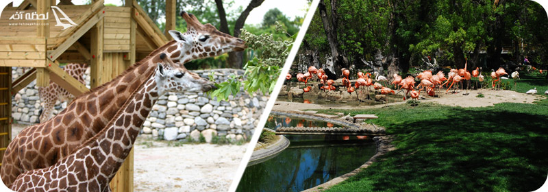 معرفی باغ وحش آنکارا