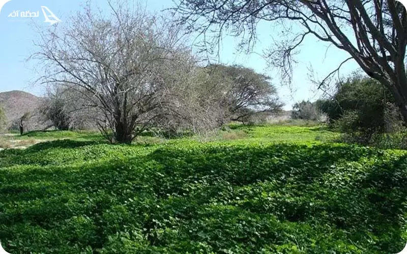 دشت بوخو