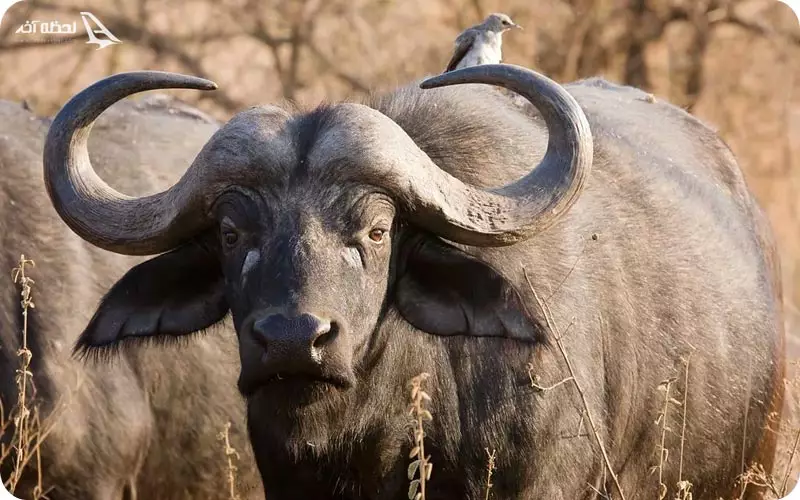 بوفالو آفریقایی