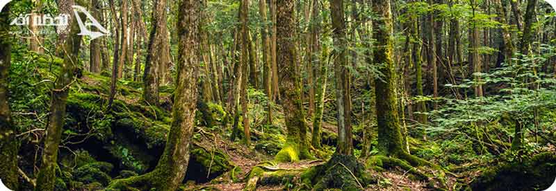 وحشتناک ترین جنگل های جهان