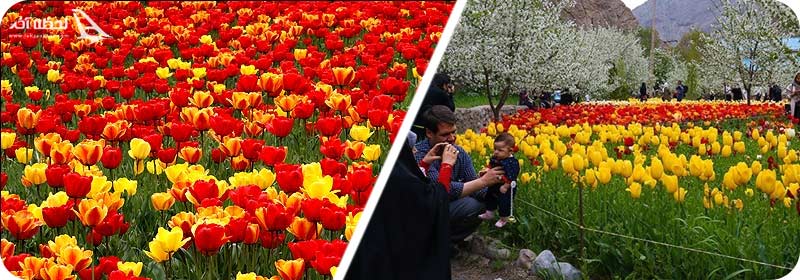 بازدید باغ گل لاله گچسر