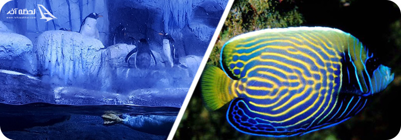 فرشته ماهی و پنگوئن جنتو