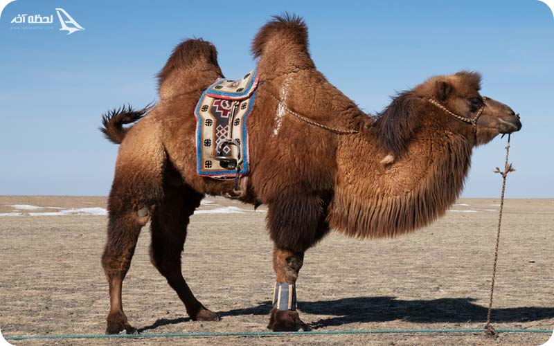 شتر دو کوهانه در باغ وحش ارم  شتر دو کوهانه؛ حیواناتی در معرض انقراض