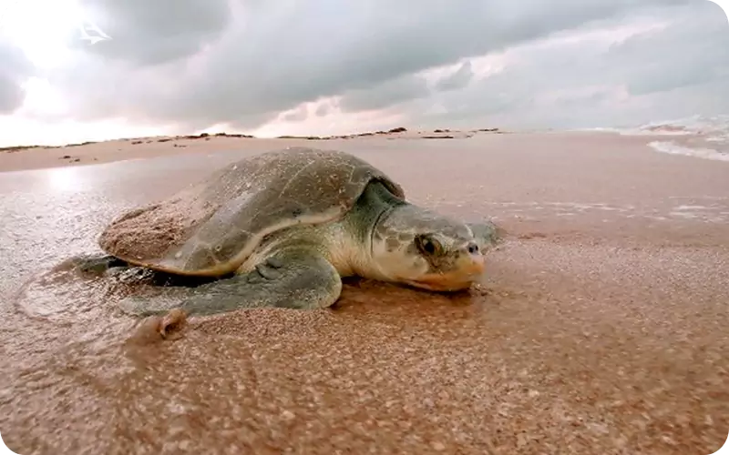 لاک پشتهای پوزه عقابی