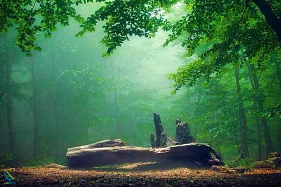 چگونه به جنگل الیمستان بریم؟