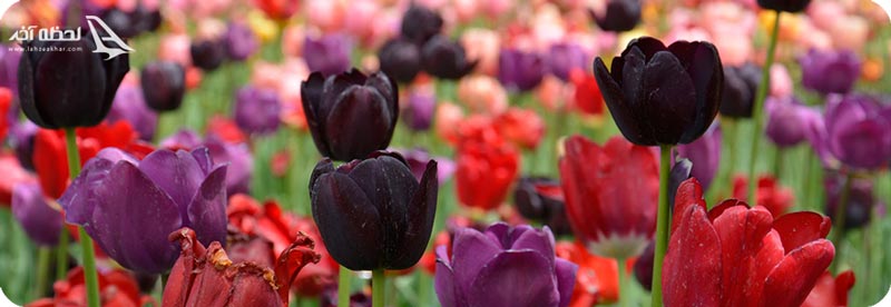 باغ لاله ی البرز