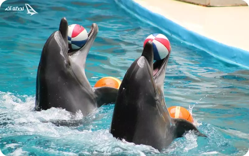 دلفیناریوم استانبول