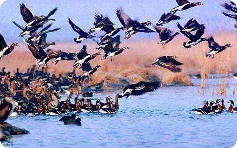 پرندگان مهاجر در پارک بوجاق