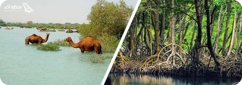 جنگل زیبای حرا جنگل حرا درچابهار