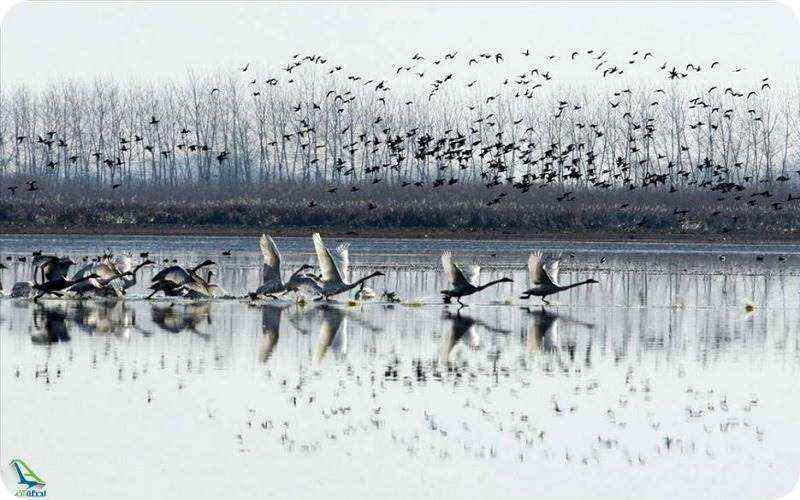 تالاب انزلی