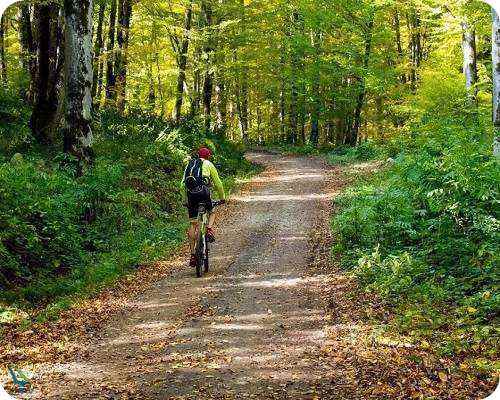 تفریح در جنگل راش