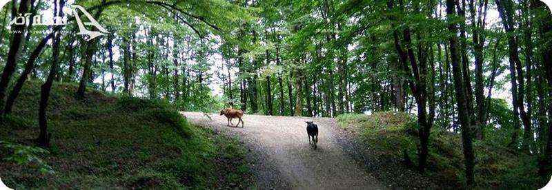 روستا جمشید آباد