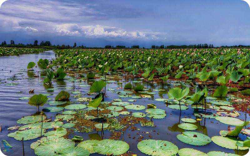 تالاب انزلی