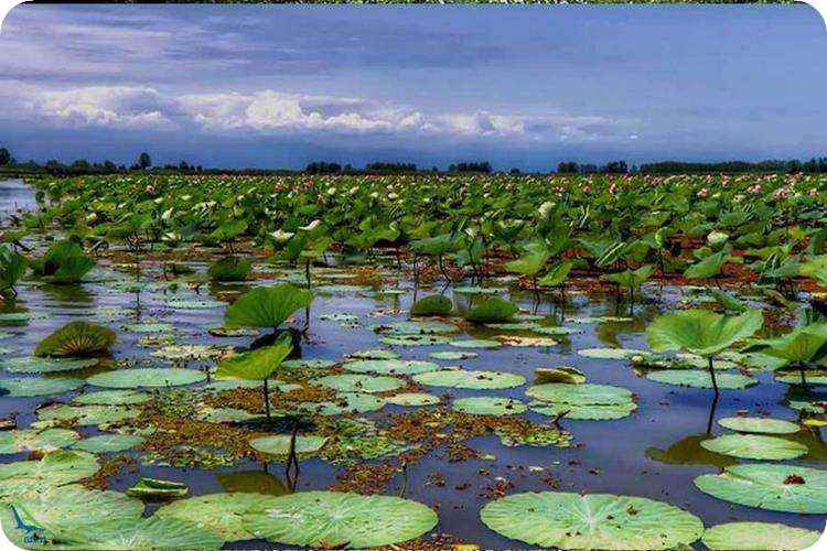 تالاب انزلی