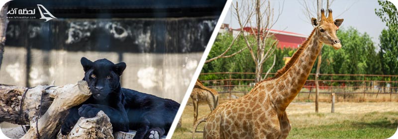 باغ وحش ملارد