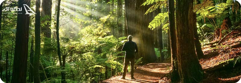 جنگل ناهار خوران گلستان