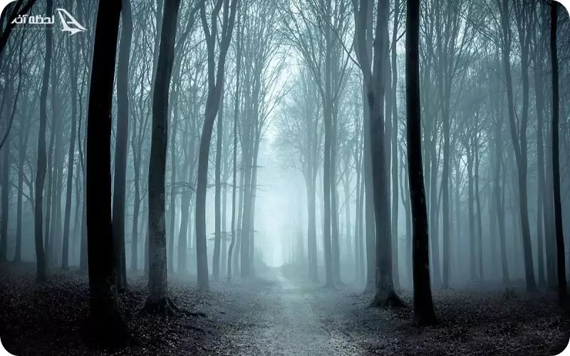 جنگل جیغ مشهد در شب