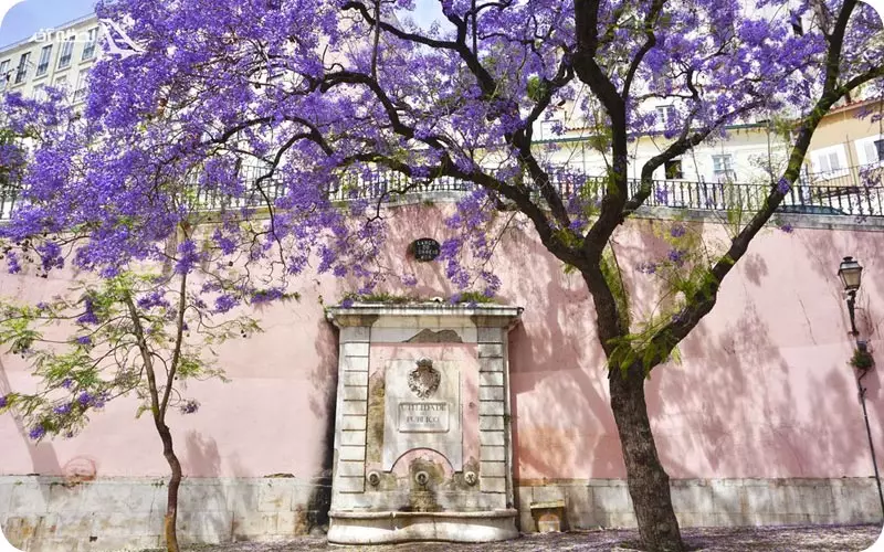 آب و هوای لیبسون