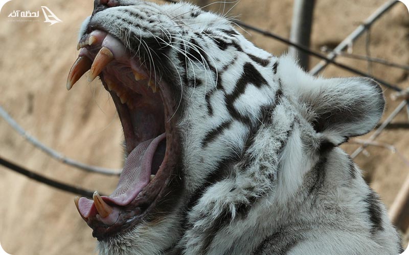 قیمت بلیط ورودی باغ وحش ارم باغ وحش ارم