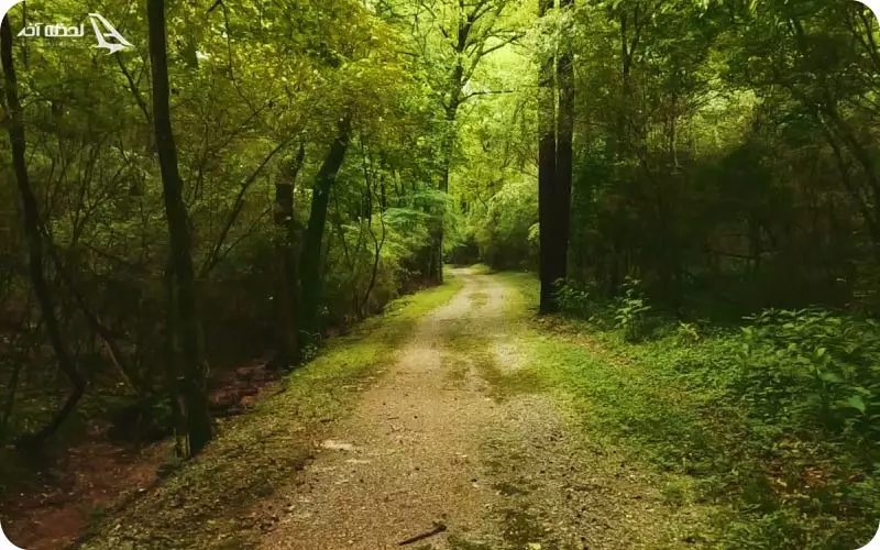 منطقه جنگلی لونک