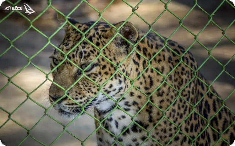 خرید حیوانات از باغ وحش ارم ممکن است؟ خرید حیوانات از باغ وحش ارم ممکن است؟