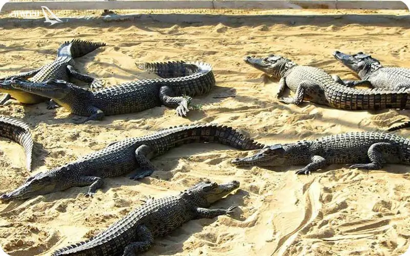 پارک کروکودیل قشم