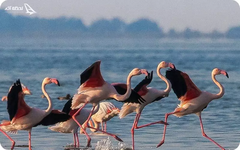 تالاب میانکاله