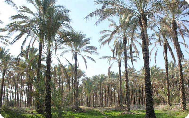 نخلستان‌های بوشهر؛ انواع خرماهای تازه
