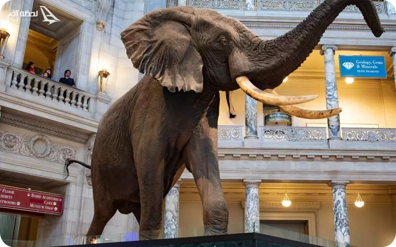 تاریخچه موزه در جهان