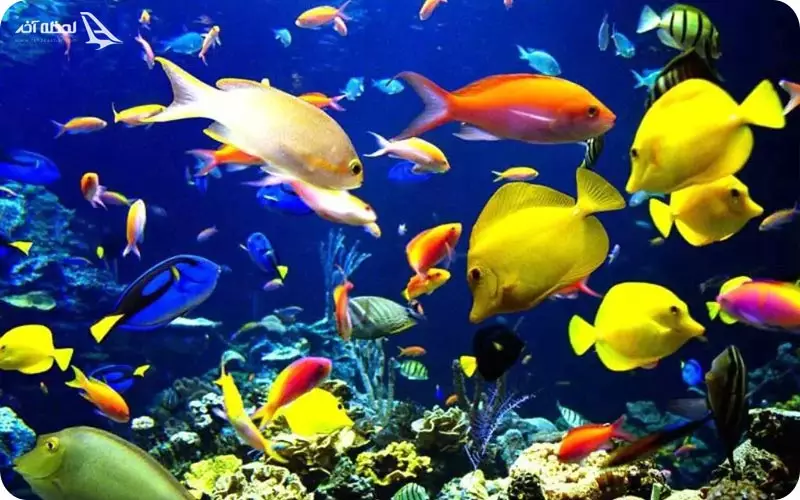 آکواریوم پروانه طلایی