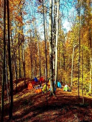 تفریح در جنگل راش