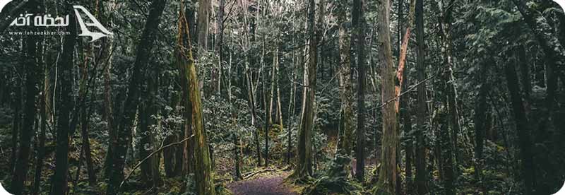 ترسناک ترین جنگل جهان