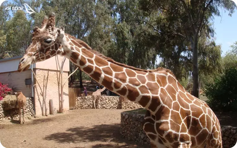 باغ وحش ایروان