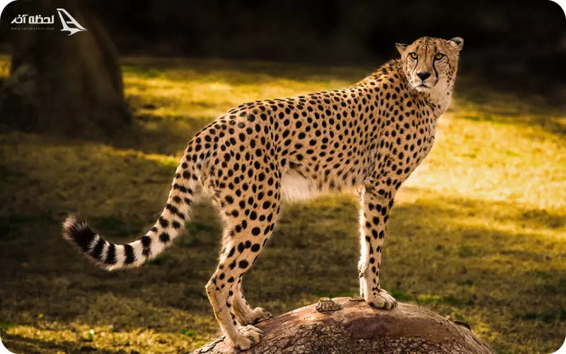 پلنگ های پارک طندوره